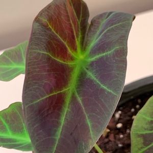 Black Beauty Colocasia Elephant Ear